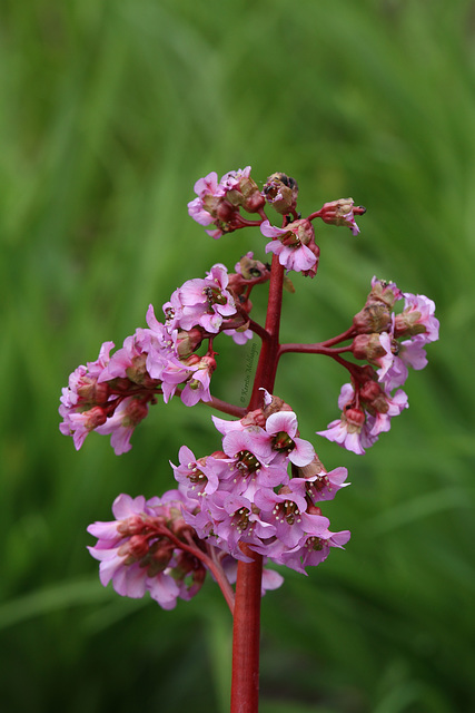 Blümchen (Wilhelma)