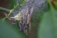 20110522 3754RMw [D~LIP] Pfaffenhütchen-Gespinstmotte (Yponomeuta cagnagella), Bad Salzuflen