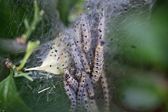 20110522 3755RMw [D~LIP] Pfaffenhütchen-Gespinstmotte (Yponomeuta cagnagella), Bad Salzuflen