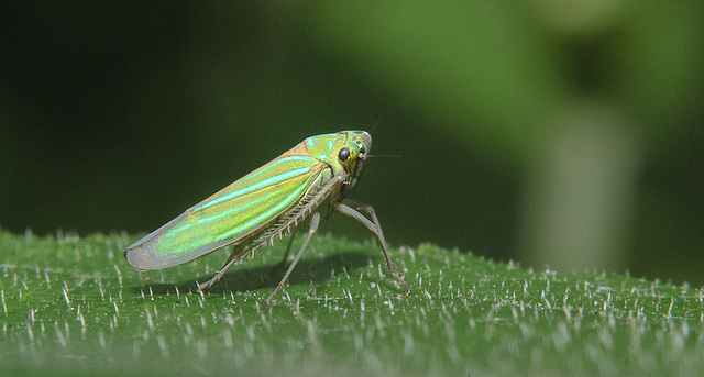 "Little one on the leaf" Parque El Haya.Xalapa.México