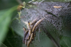 20110522 3757RMw [D~LIP] Pfaffenhütchen-Gespinstmotte (Yponomeuta cagnagella), Bad Salzuflen