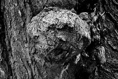 Natura kaposkulpturo sur arbo, tubero (Natürliche Kopf-Skulptur auf einem Baum, Ausstülpung)