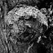 Natura kaposkulpturo sur arbo, tubero (Natürliche Kopf-Skulptur auf einem Baum, Ausstülpung)