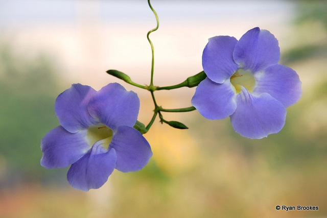 20080304-0299 Thunbergia grandiflora (Roxb. ex Rottl.) Roxb.