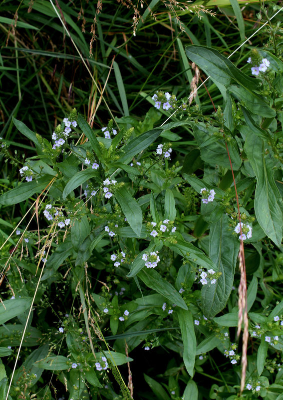 Veronica anagallis-aquatica