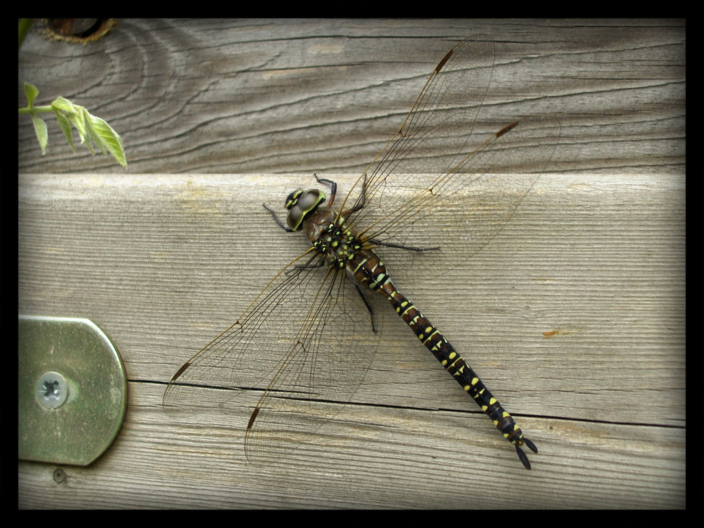 Dragonfly