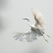 20080428-0375 Little egret