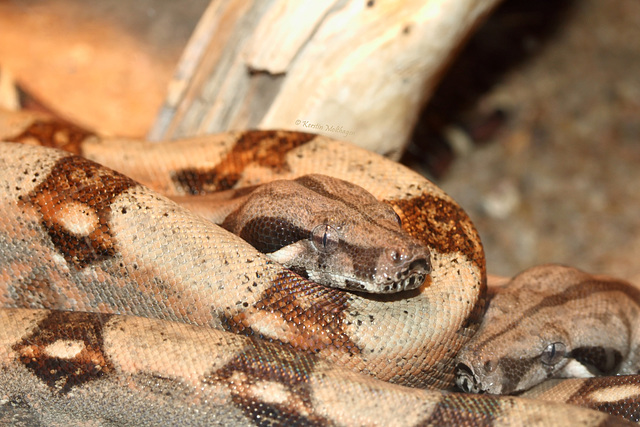 Babyboas (Wilhelma)