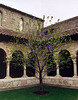 Tree in the Cuxa Cloister in the Cloisters, April 2007