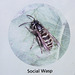 Isle of Man 2013 – Social Wasp