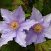 Clematis in Bloom - The President