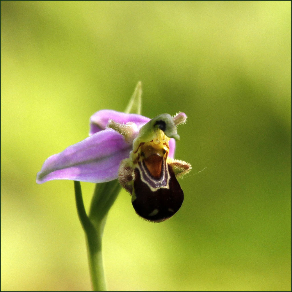 Ophrys