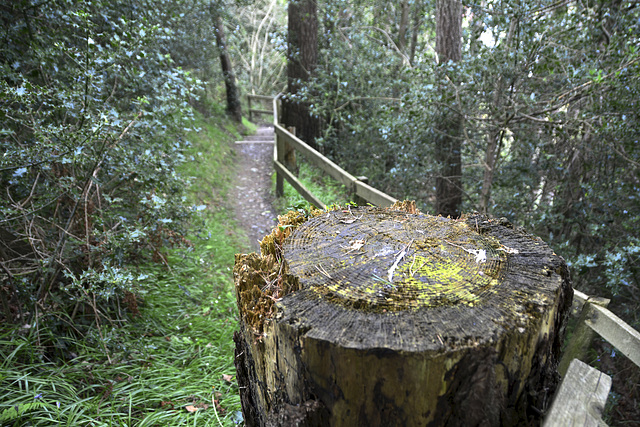 Isle of Man 2013 – Tree stump
