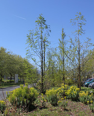 Plantations du campus (3)