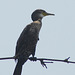 20080428-0344 Little cormorant