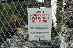Isle of Man 2013 – Wild honeybees live in this building