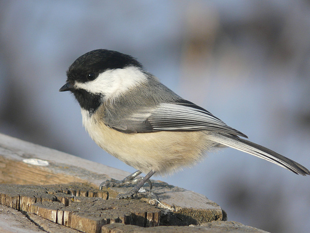 Black-capped Chickadee