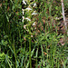 Platanthera bifolia (2)