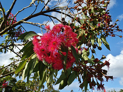 Royal Botanic Gardens Cranbourne