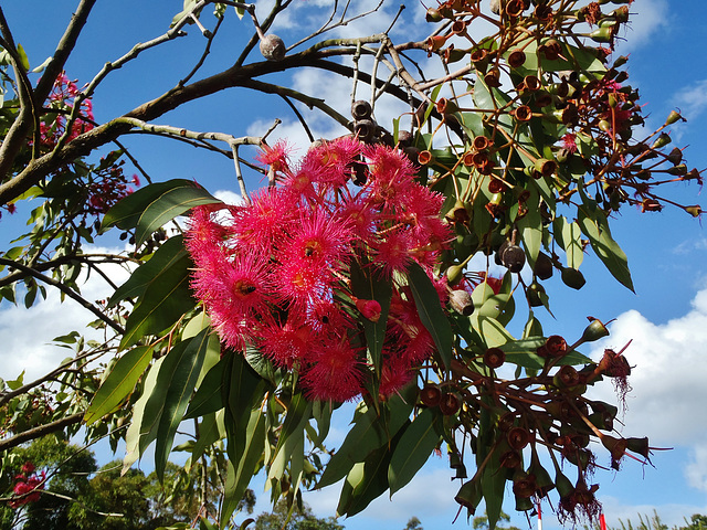 Royal Botanic Gardens Cranbourne