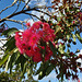 Royal Botanic Gardens Cranbourne