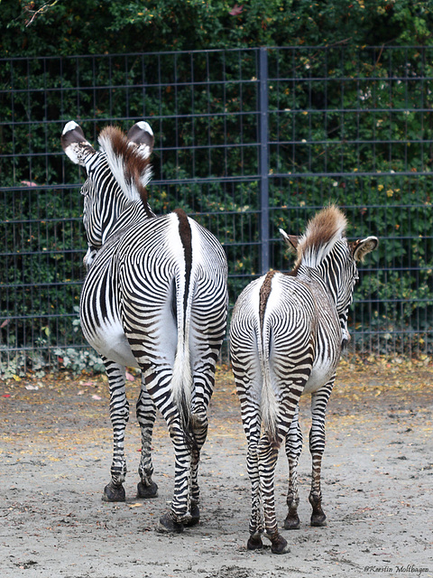 Zebrastreifen (Wilhelma)