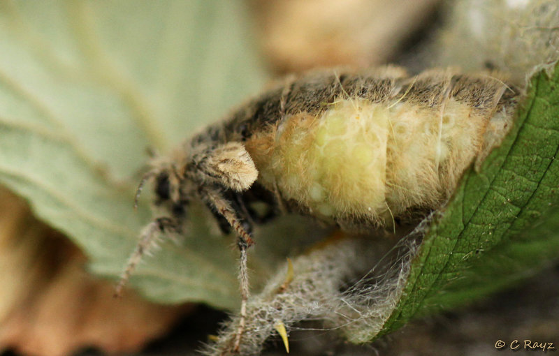 Patio Life: Vapourer Female Eggs