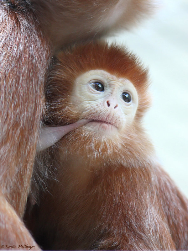 Junger Haubenlangur (Wilhelma)