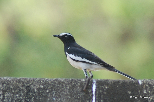 20080429-0441 White-browed wagtail