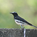 20080429-0441 White-browed wagtail