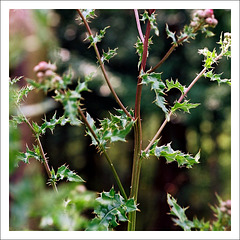 Natur | Acker-Kratzdistel