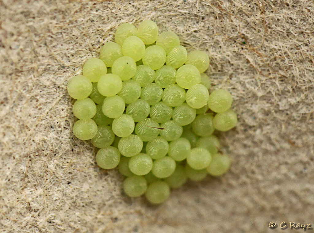 Patio Life: Bright-line Brown-eye Eggs