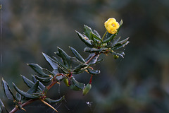 Einsames Blümchen (Wilhema)