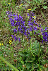 Salvia pratensis