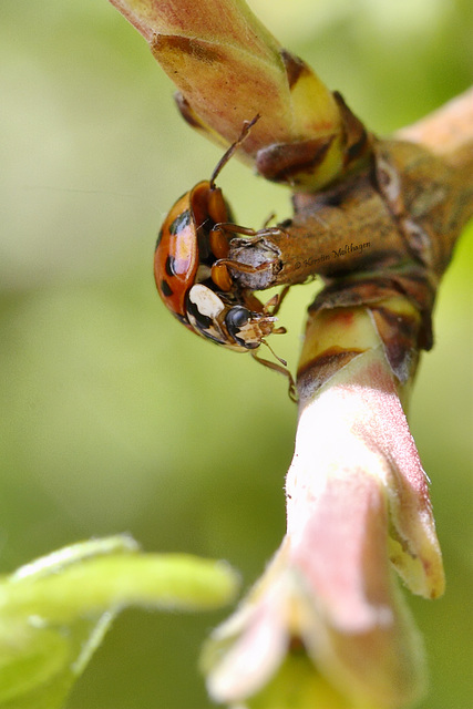 Asiatischer Marienkäfer