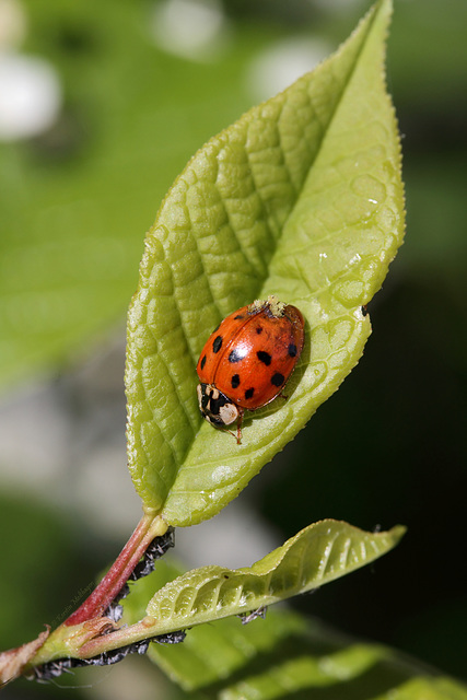 Asiatischer Marienkäfer