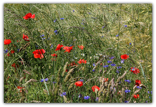 Pour le 14 juillet (2)