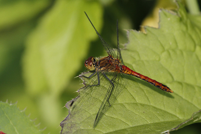 Sympetrum