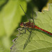 Sympetrum