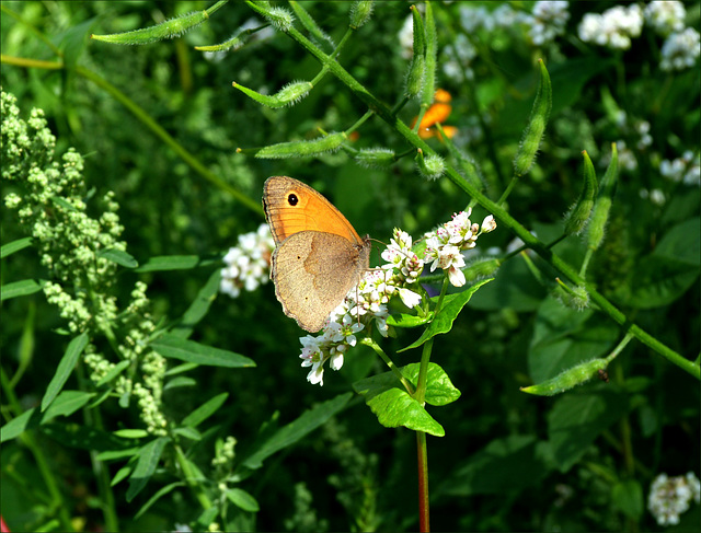 Ochsenauge ♀