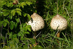 paddenstoelen