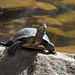 Europäische Sumpfschildkröte (Tiergarten Nürnberg)