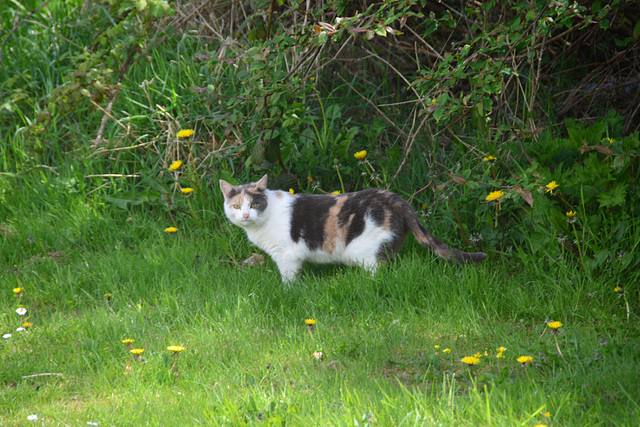 Isle of Man 2013 – Manx cat