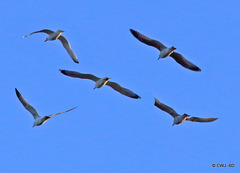 Could learn some lessons in formation flying from geese...