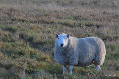 West Highland sheep wintering on the Moray Riviera!