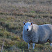 West Highland sheep wintering on the Moray Riviera!