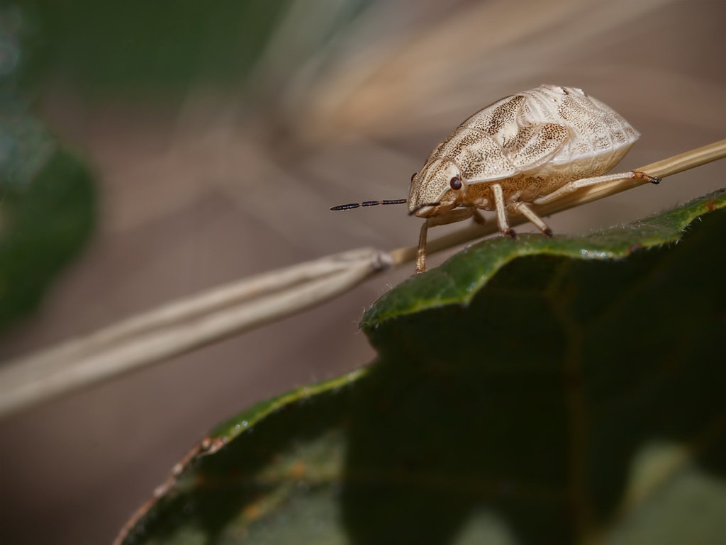 Shield Bug Nymph (Juvenile)