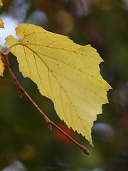 Herbstfarben (Wilhelma)