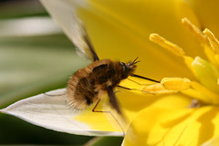 Bee fly