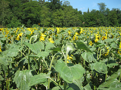 Sonnenblumenfeld bei Horstwalde